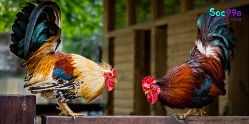 đá gà cựa sắt