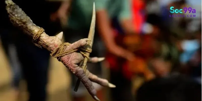 đá gà cựa sắt