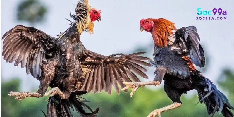 đá gà cựa sắt